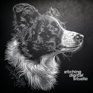 May include: A black and white line drawing of a Border Collie dog's head, with the text "etching digital studio" in the lower right corner.