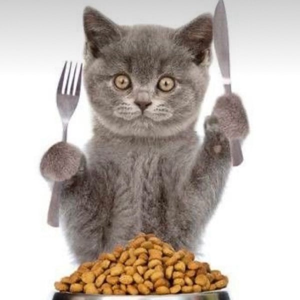 Homemade Recipes For Cat 6recipes tasty recipes for homemade cat food for your feline companion The best homemade cat food recipes for your