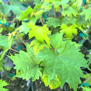 Muscadine Grape | Muscadine rotundafolia | 5 High Quality Quart Varieties