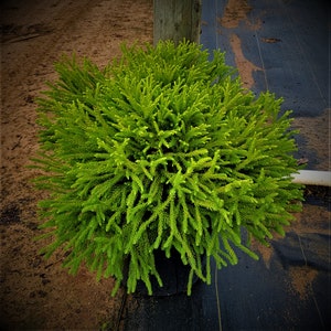 Dwarf Japanese Cedar | Globosa nana Cryptomeria | 3 & 7 Gallon Plant