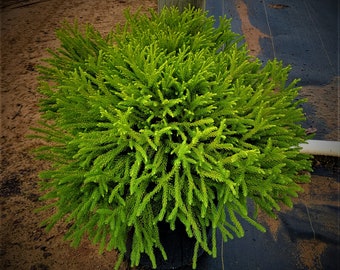 Dwarf Japanese Cedar | Globosa nana Cryptomeria | 3 & 7 Gallon Plant