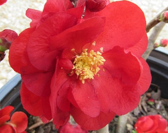 Scarlet Storm Double Take Flowering Quince |Chaenomeles speciosa ‘Double Take Scarlet’ USPP 20,951 | 1 Gallon Plant | Free Ground Shipping