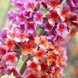 Bicolor Butterfly Bush - QT & 3 Gallon Container