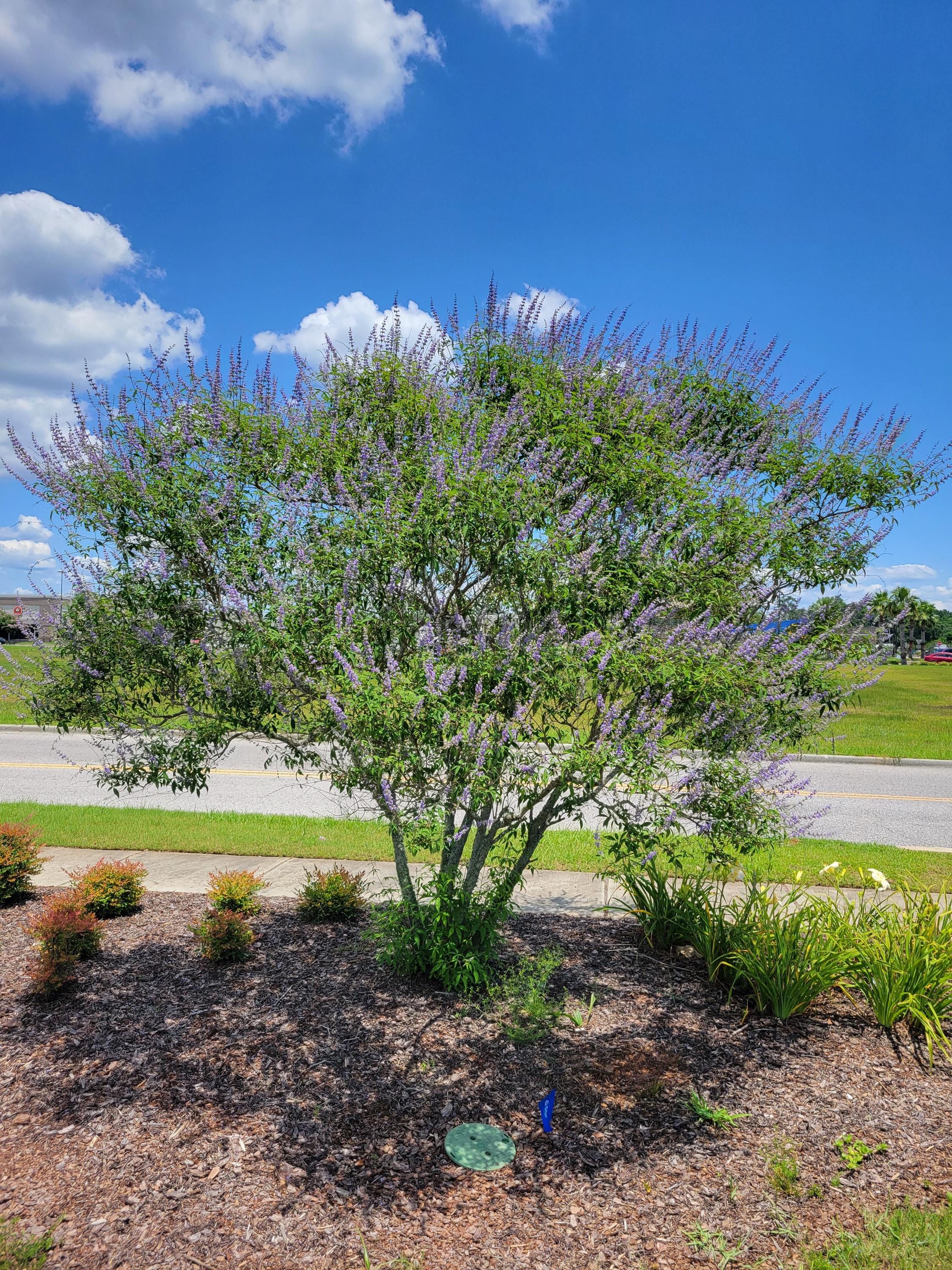 Agnus Cactus Vitex - Etsy