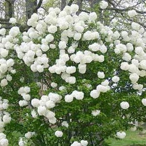 Chinese Snowball Viburnum | Viburnum macrocephalum &#39;Sterile&#39;