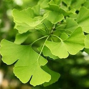 Ginkgo Tree (Male) | Gingko biloba | Maidenhair Tree | 3 Gallon Tree | Assorted Sizes