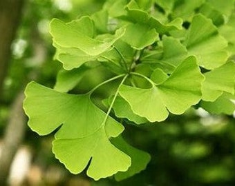 Ginkgo Tree (Male) | Gingko biloba | Maidenhair Tree | 3 Gallon Tree | Assorted Sizes