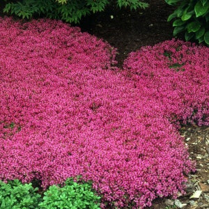Fragrant Red Creeping Thyme Plant | 5" Container | 2, 4, & 6 Plant Bundles | Free Shipping