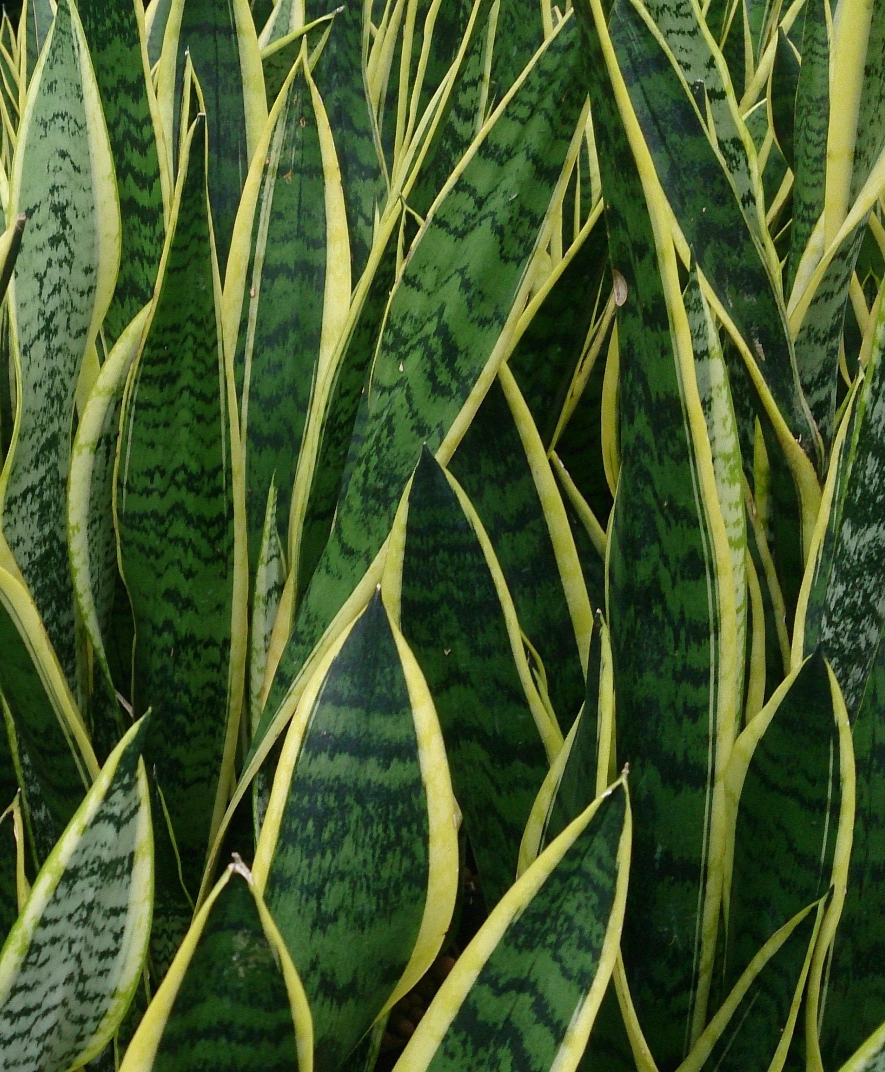 Live Snake Plant Indoor Plant Sansevieria Laurentia 'lauren' 3 Gallon
