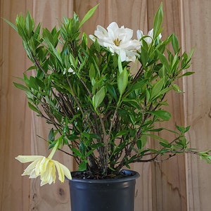 Frost Proof Gardenia 5&quot;- and 3-Gallon Plants Available with Free Shipping
