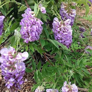 Amethyst Falls American Wisteria | 2 1/2&quot; Starter Plant, 1 Gallon Tree, & 3 Gallon Tree