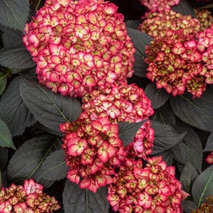 Eclipse ® Bigleaf Hydrangea | Unique Foliage & Blooms