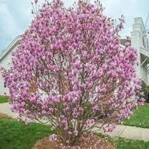 Pink Flowering Japanese Magnolia | Magnolia x &#39;Jane&#39; | Quart, 1 & 3 Gallon Tree | Free Shipping