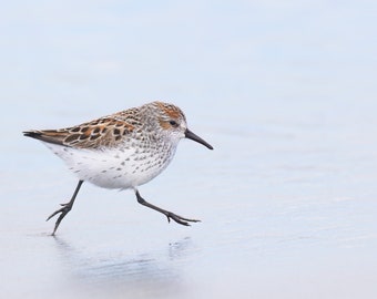Western Sandpiper beach photo, bird image, home wall art, wildlife photography, nature print, outdoors decor, animal pic, sand, shorebird