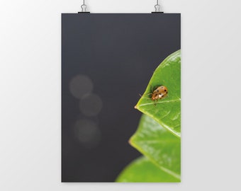 Blattkäfer-Poster - Druck, Giclée-Druck, 12 Farben, hergestellt in Frankreich, ökologisch, Wanddekoration, Fotografie, Natur