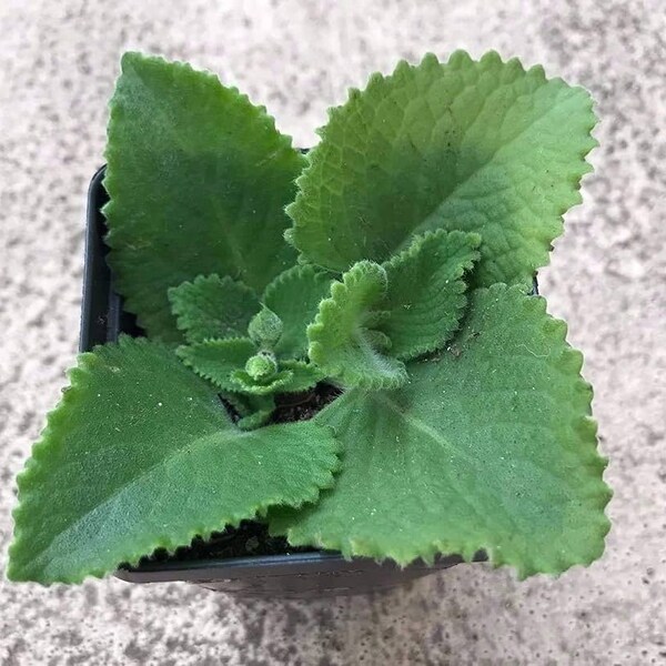 Fresh Organic Cuban Oregano, Broadleaf thyme Plant, Cuban Oregano Potted Plant, Cuban Mint, Cuban Oregano Plant  2 - 4 plants in every order