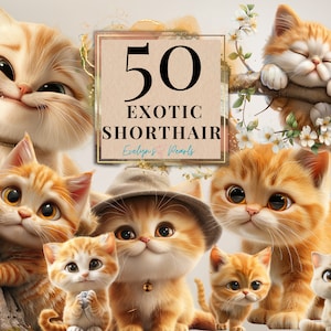 Cat Clipart Exotic Shorthair Cat Breed Clipart Cat Lovers PNG Cartoon Clipart Animal PNG Playing Cat I Commercial Use Clipart Transparent