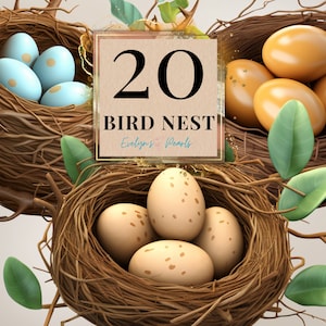 Nido de pájaro Clipart Nido de pájaro PNG Huevos Clipart Primavera PNG Clipart Estacional Lindas crías / Uso comercial Clipart Transparente