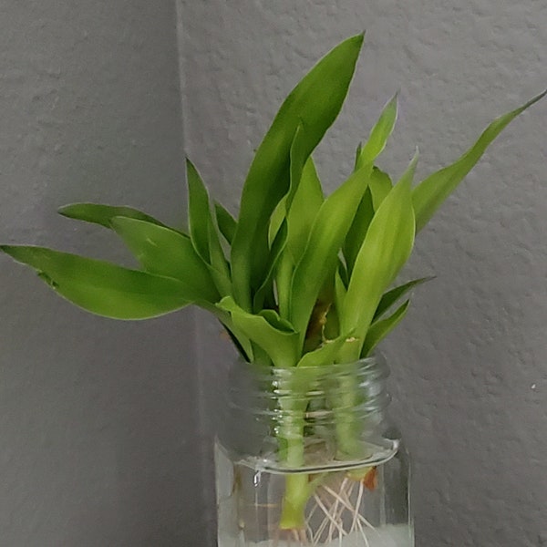 Baby Lucky Bamboo Plants, 2-pack