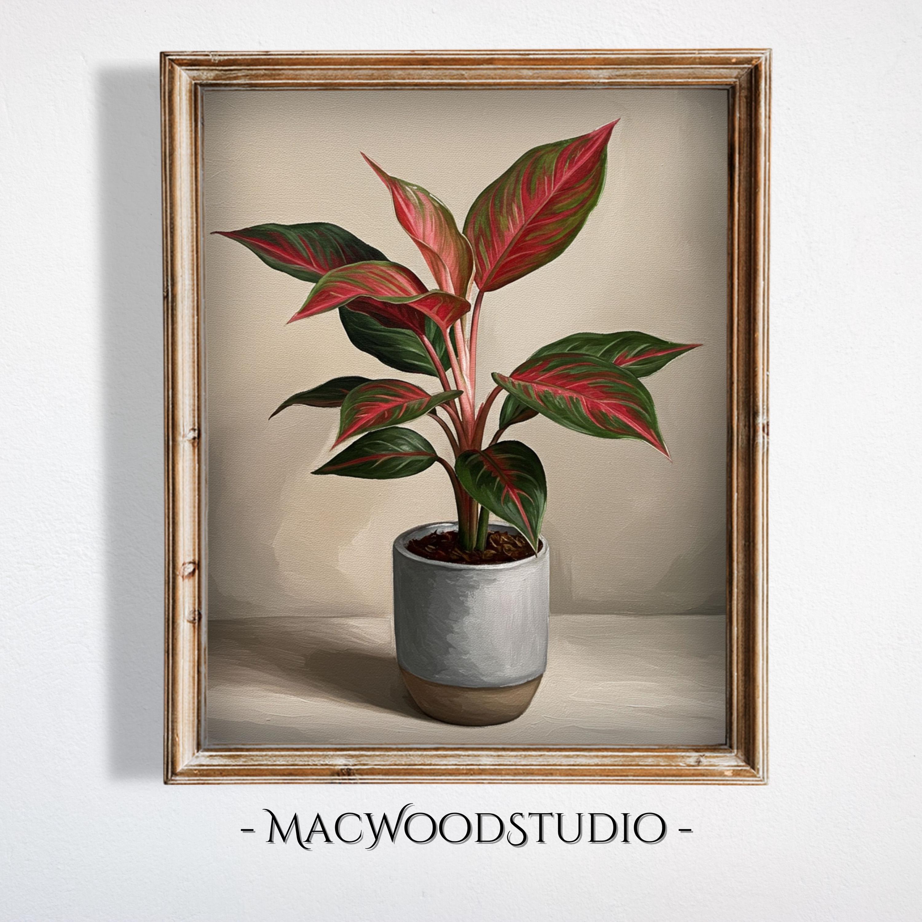 Aglaonema siam - Etsy 日本
