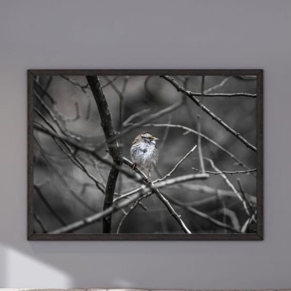 Weißer Kehlsperling Digitaldruck Naturfotografie Home Dekor weißer Kehlsperling Vogel Liebhaber Geschenk Wand Kunst Druck Natur