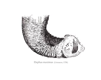 Print in Limited Edition, Illustration - Trunk of Elephas maximus / Asian elephant