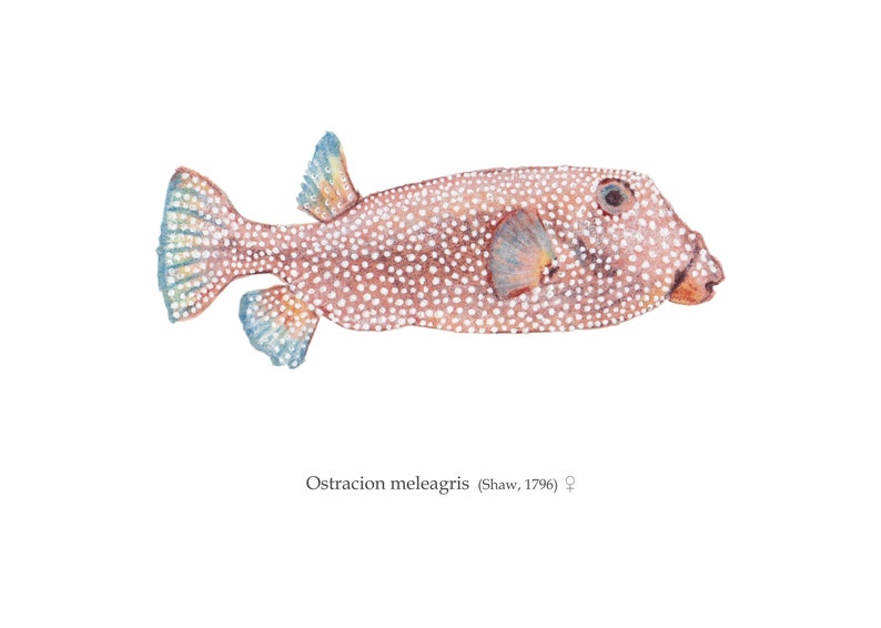 Print in Limited Edition, Illustration Ostracion meleagris female image 1