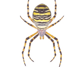 Print in Limited Edition, Illustration - Argiope bruennichi / Wasp spider (female)