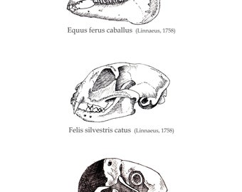Print in Limited Edition, Illustration - Taxidermy compilation 1: Three skulls