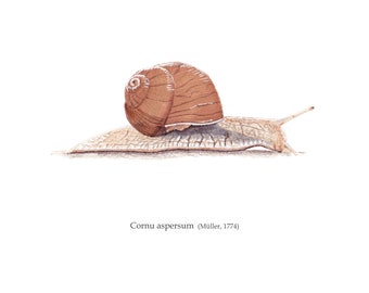 Print in Limited Edition, Illustration - Cornu aspersum / Garden snail