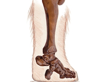 Print in Limited Edition, Illustration - Leg of a Mammuthus primigenius / Woolly mammoth