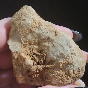 Puede incluir: Primer plano de una roca de color marrón claro y blanco con textura rugosa. La roca tiene un pequeño objeto redondo blanco incrustado.