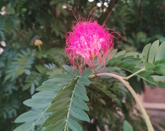 Powderpuff Tree Pink Calliandra haematocephala Cuttings.