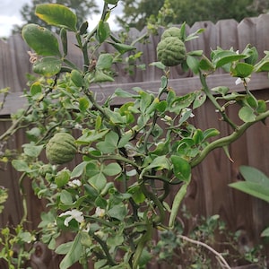 Könnte beinhalten: Ein kleiner, dorniger Baum mit grünen Blättern und mehreren kleinen, grünen, unebenen Früchten. Der Baum wächst in einem Garten.