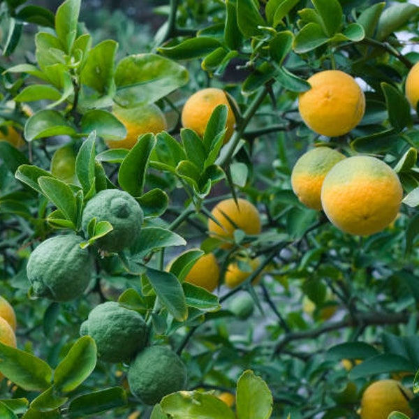 Poncirus Trifoliate Plántula de 1 año 00001 En venta Envío gratis