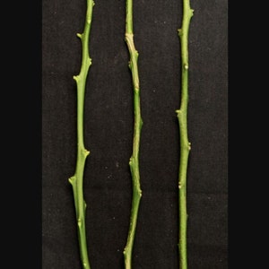Citrus Cuttings Budwood Orange Lemon Lime Kumquat Australian Lime Grapefruit Rare hard to find Collection