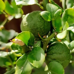 Könnte beinhalten: Nahaufnahme von zwei grünen Limetten, die an einem Zweig mit grünen Blättern wachsen. Die Limetten sind rund und haben eine unebene Textur.