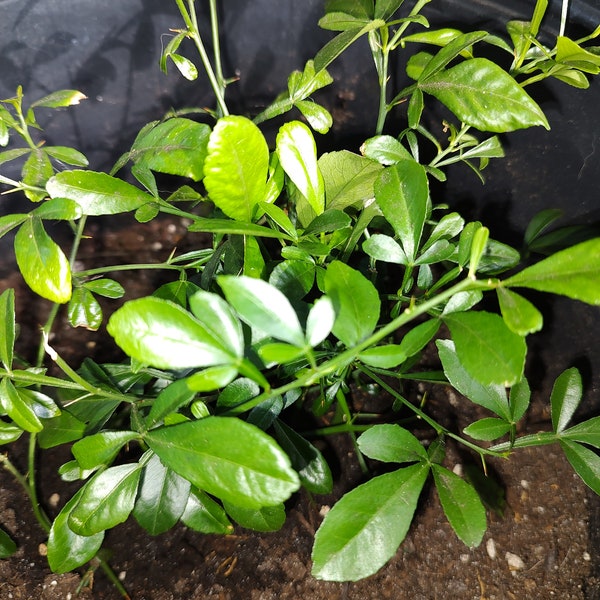 Swingle Citrus Rootstock Rooted Cutting On Sale