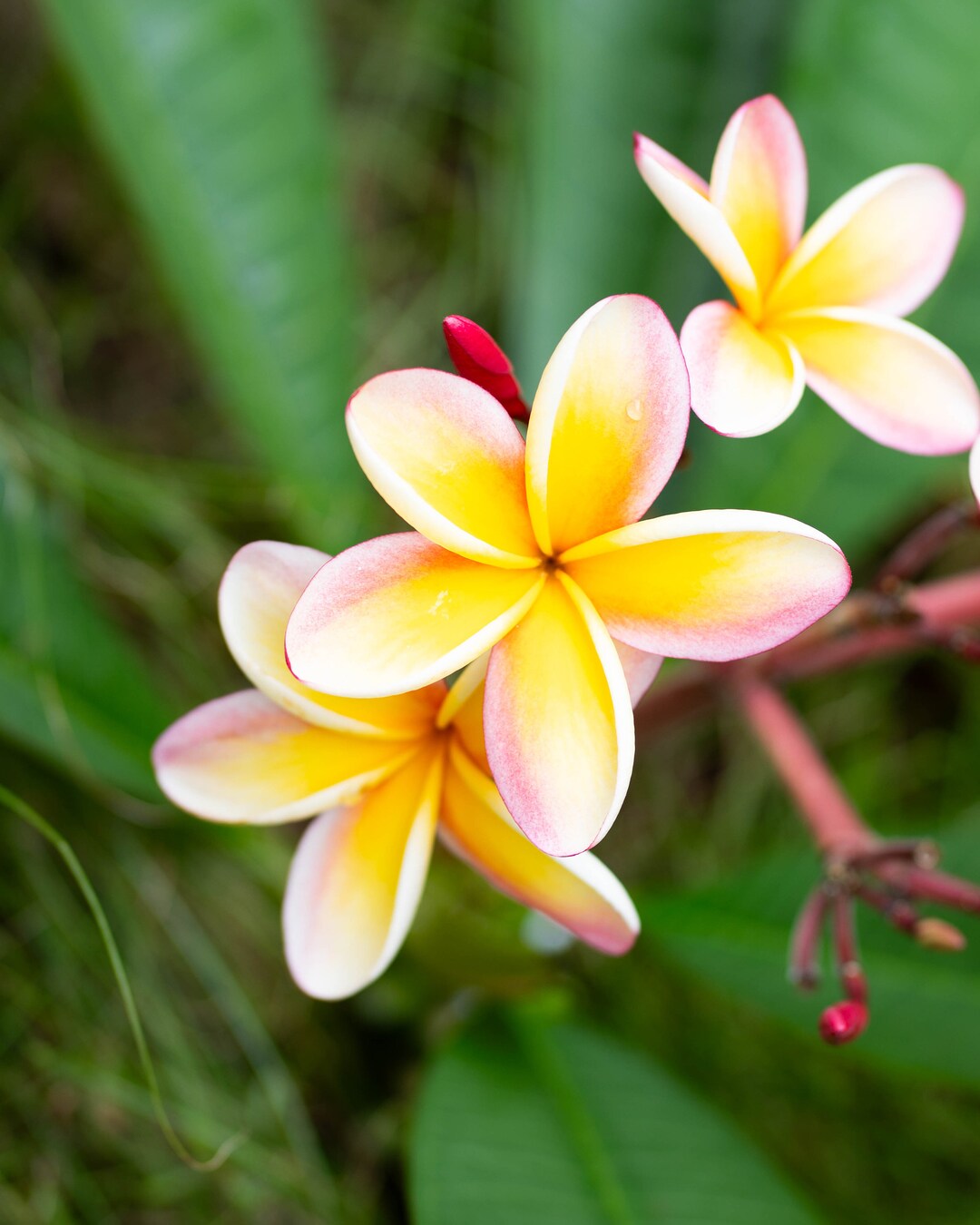 Plumeria Cuttings From Hawaii Etsy