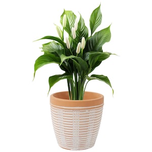 Terracotta Clay Plant Pots (2-Pack): 4-inch Succulent Planter with Drainage