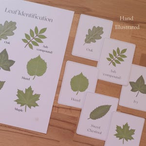 May include: A white educational chart titled Leaf Identification featuring green illustrations of oak, ash, ivy, hazel, sweet chestnut, and maple leaves with labels, alongside individual matching cards labeled Hand Illustrated.
