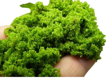 300-400g Wolffia Globosa Powder, High-Protein Superfood , Green Caviar, Plant Based Protein, Wolffia Powder, wasserlinsen pulver,300g,400g