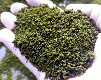 300-400g getrocknete Wolffia behält eine ähnliche Textur wie frische Wolffia. Wenn es gegessen wird, hat es immer noch ein leicht knuspriges, knallendes Gefühl.