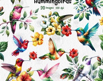 Watercolor Hummingbird Clipart Set: Floral Bird PNG (Digital Download)