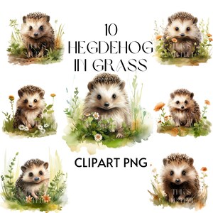Watercolor 10 Hedgehog in grass clipart Bundle,PNG, clipart for Commercial Use,Digital Downloads, Paper Craft,High Quality PNGs