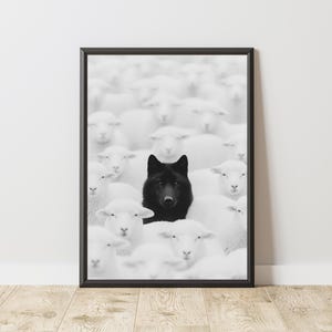 Könnte beinhalten: Schwarz-weiß gerahmter Kunstdruck. Ein schwarzer Wolf hebt sich von einer Herde weißer Schafe ab. Das Bild erzeugt einen starken Kontrast zwischen dem dunklen Wolf und den hellen Schafen.