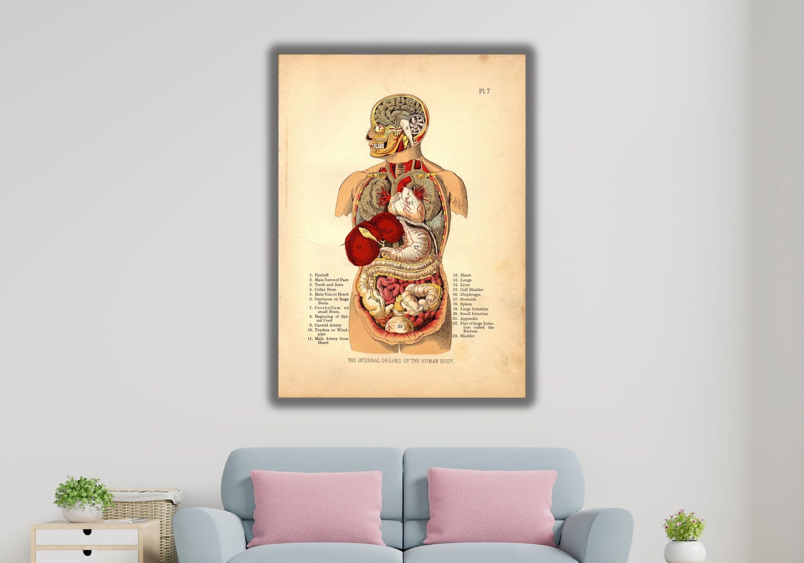 Internal Organs of the Human Body Poster Print Art,organs Poster Art ...