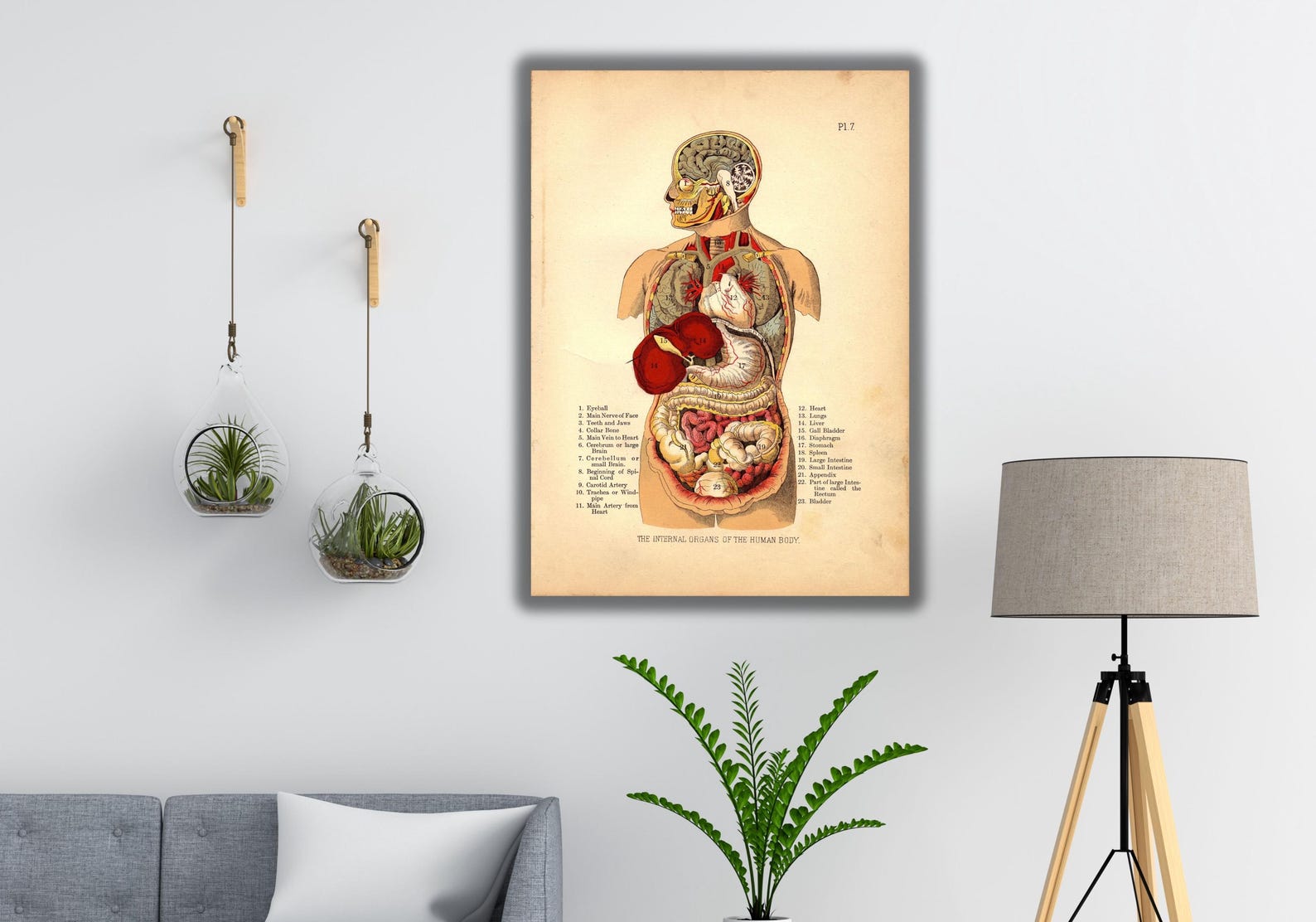 Internal Organs of the Human Body Poster Print Art,organs Poster Art ...