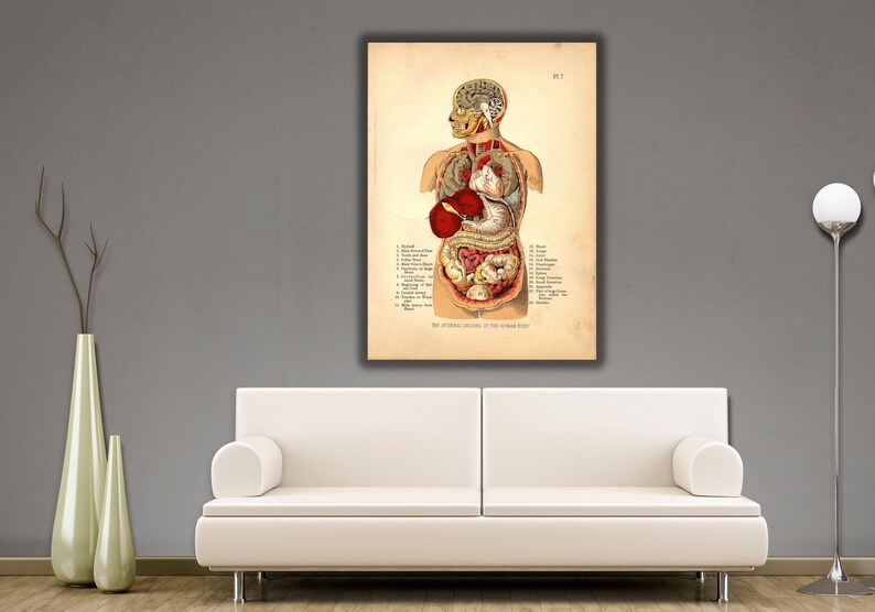 Internal Organs of the Human Body Poster Print Art,organs Poster Art ...