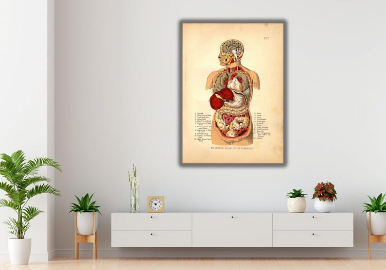 Internal Organs of the Human Body Poster Print Art,organs Poster Art ...